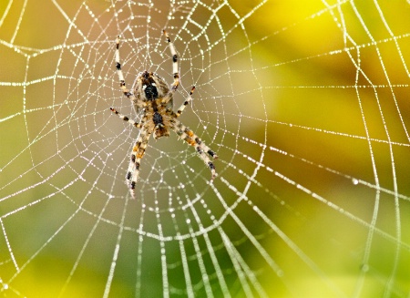 Garden Spider