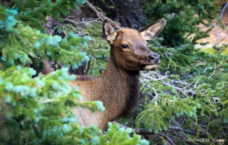 Peeking Thru the Woods