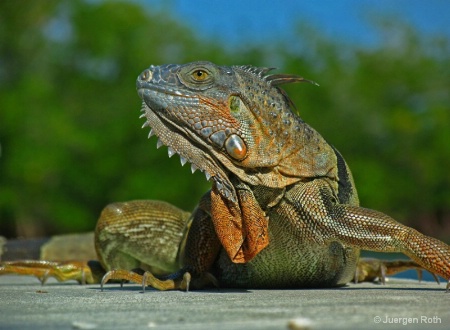 Iguana 