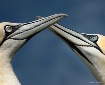 Crossed Swords