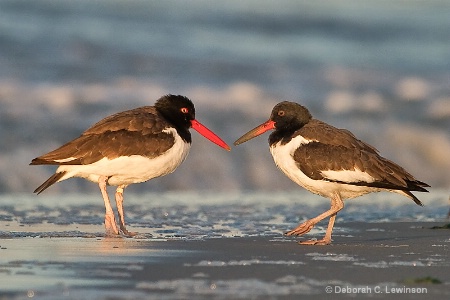 Oystercatchers