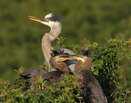 Great Blue Herons