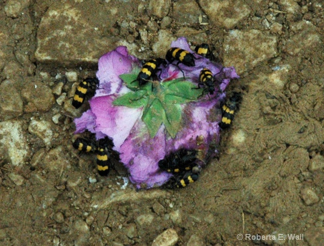 bees attacking a flower