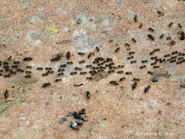 insects in Cambodia