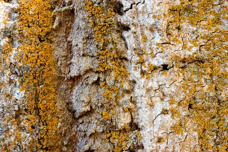 Lichen on Tree Bark