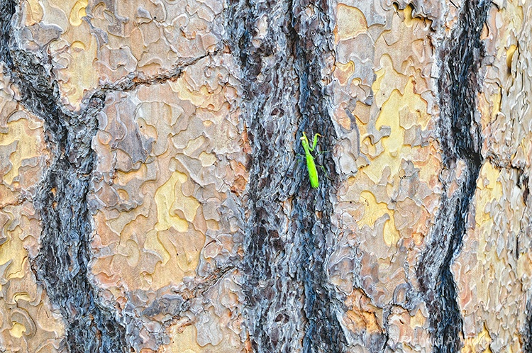 Praying Mantis Climbing a Tree in a Grove 