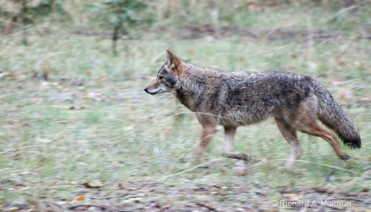 Trotting Coyote, Yosemite Valley