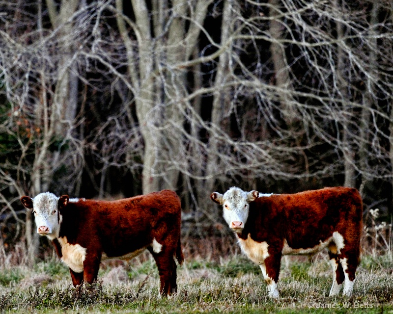 two cows - ID: 11187201 © James W. Betts