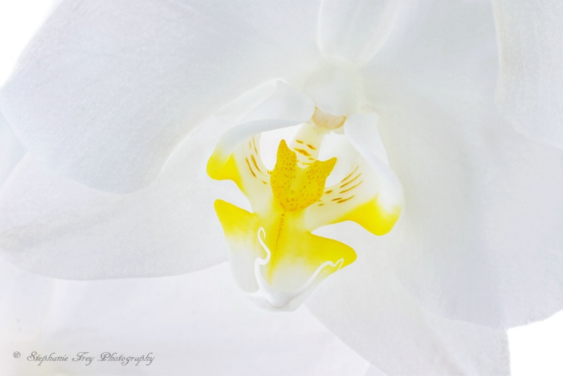 Phalaenopsis Amabilis Orchid