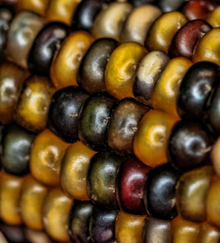 Corn Colors