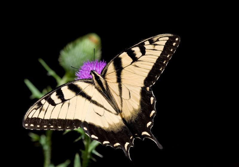 Eastern Tiger Swallowtail on Black