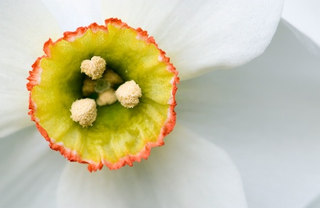 Narcissus close up