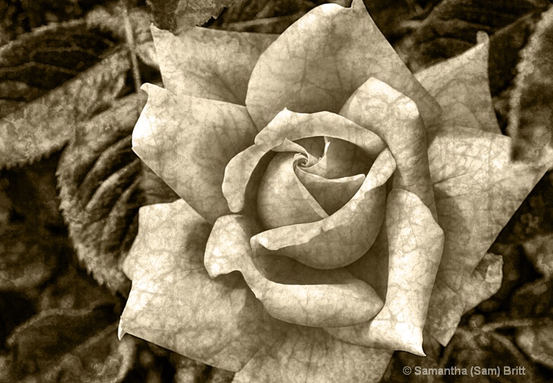 Vintage Rose in Sepia