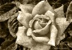 Vintage Rose in S...