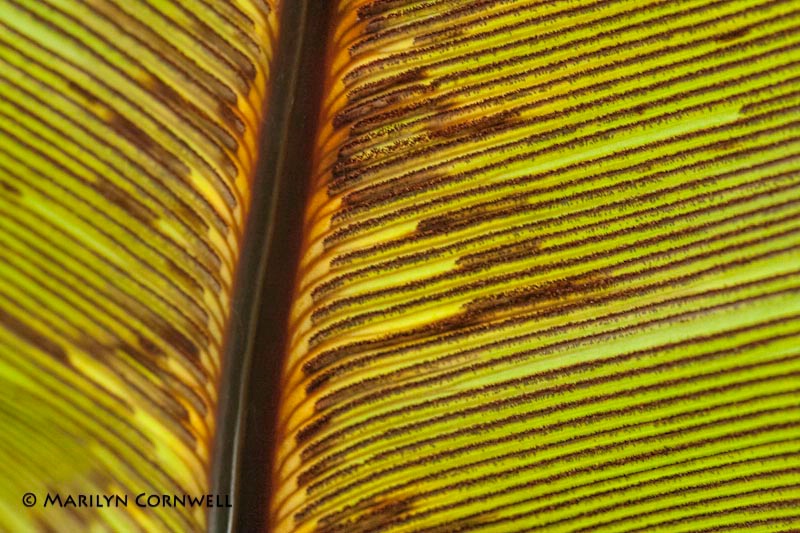 Sliding Away - ID: 11192956 © Marilyn Cornwell