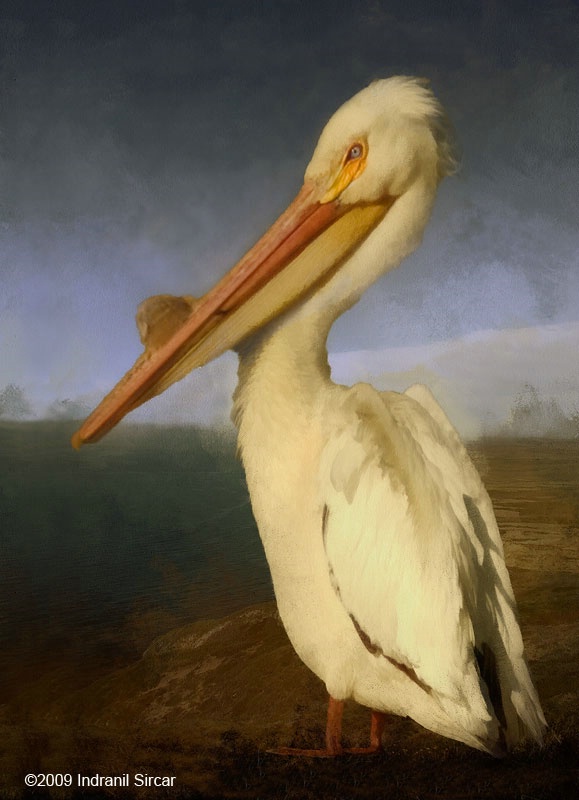 Audubon Pelican