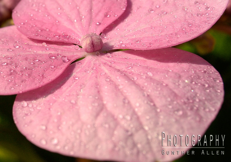 Hydrangea with Water Droplets 