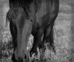 Sadie