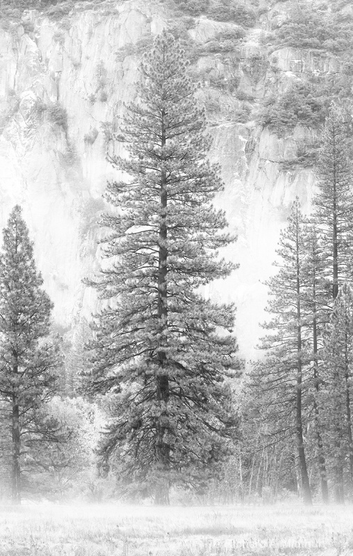 Trees in the Morning Mist, Yosemite