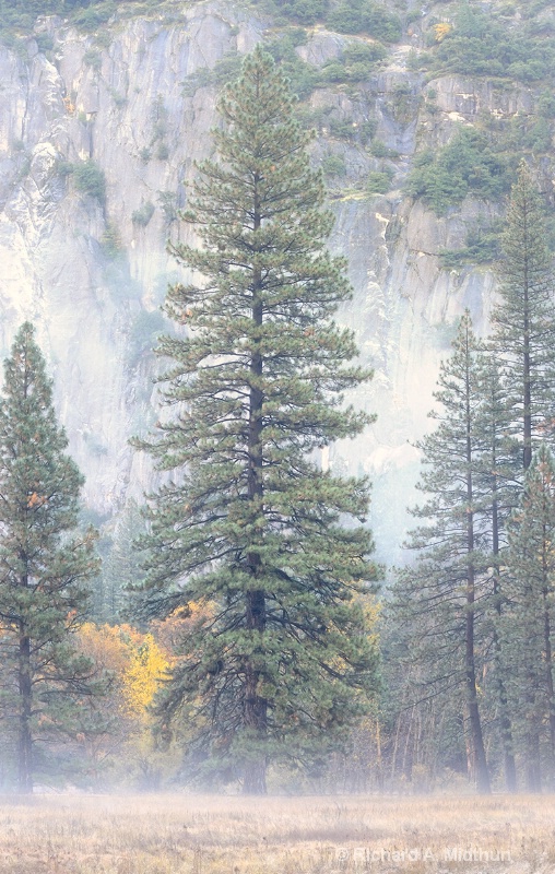 Trees in the Morning Mist, Yosemite