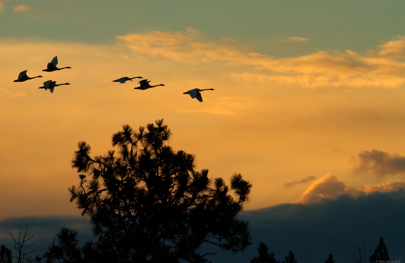 Tundra Swans at Dawn