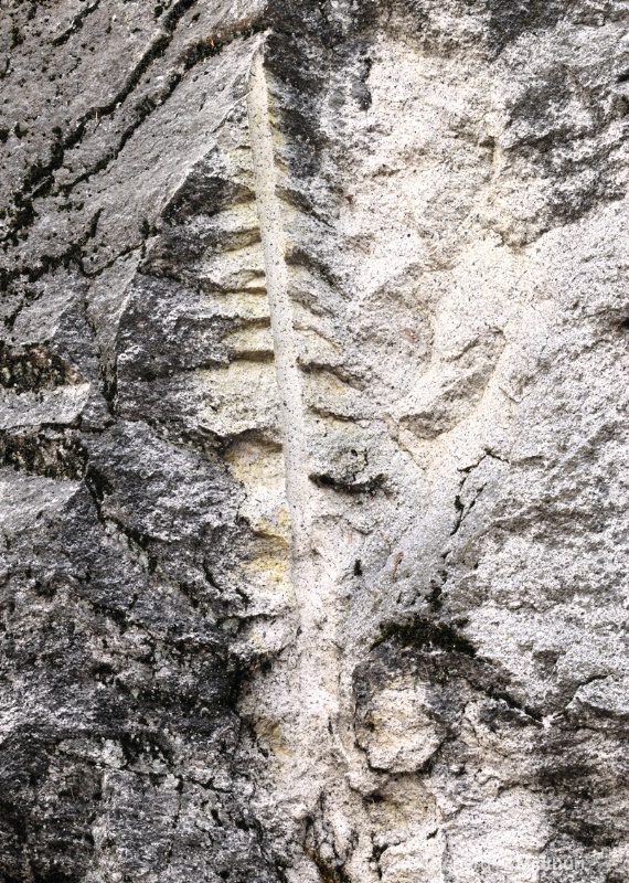 Petrified Tree