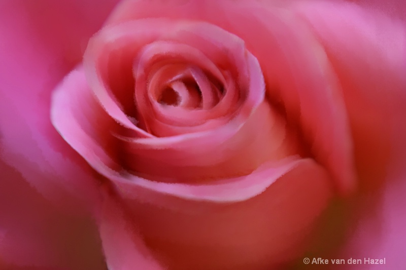 rose waterpainting