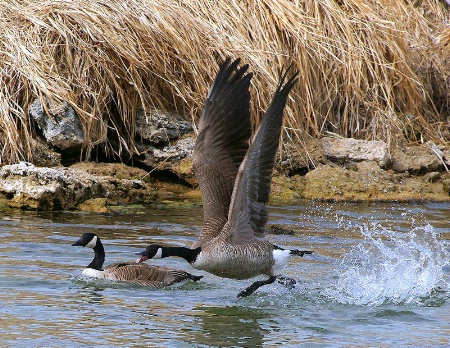 Goose clear for takeoff