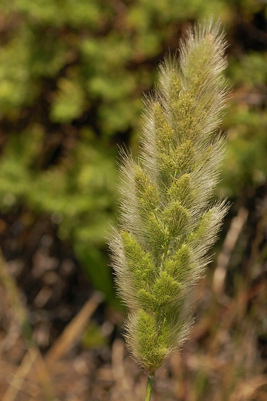 ~Grass~