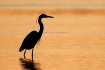 Great Blue Heron ...