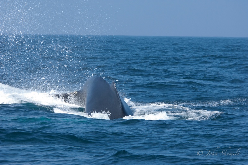 Hump-backed Whale, July 3rd 2009 - ID: 11199418 © John Shemilt