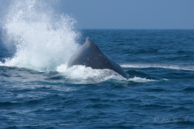 Hump-backed Whale - July 3rd 2009 - ID: 11199419 © John Shemilt