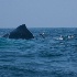 © John Shemilt PhotoID# 11199421: Hump-backed Whale, July 3rd 2009