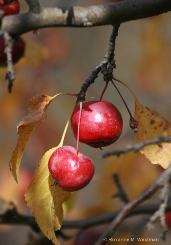 Autumn Harvest - ID: 11200259 © Roxanne M. Westman