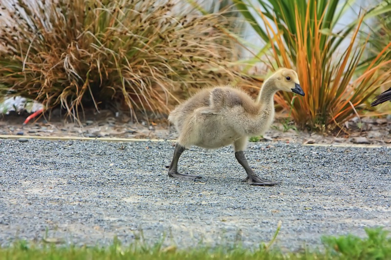 In a hurry