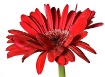 Red Gerbera