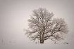 Golden Winter Oak