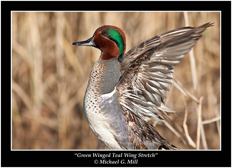 Green Winged Teal Wing Stretch