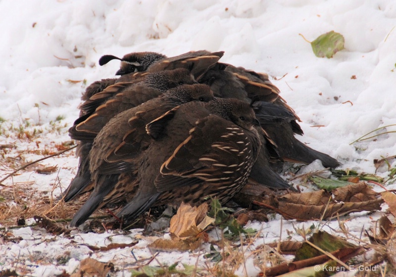 Quail Huddle