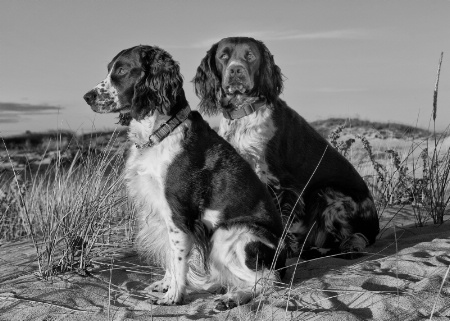 Spaniels