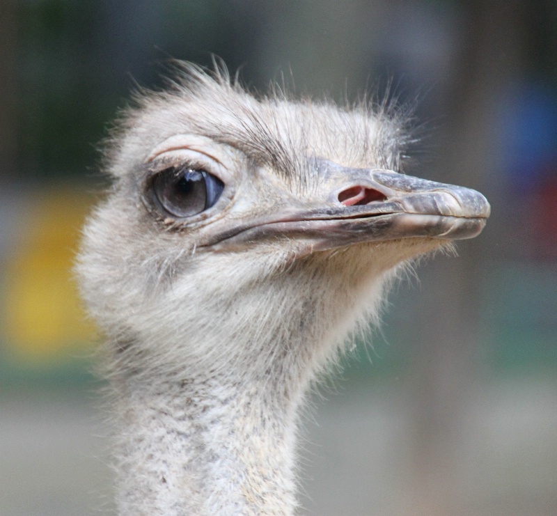 A macro ostrich III