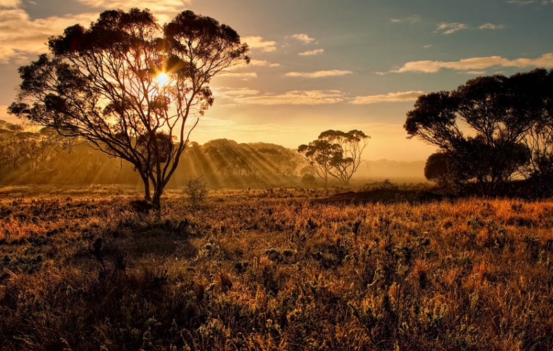 Sunrise over the pasture