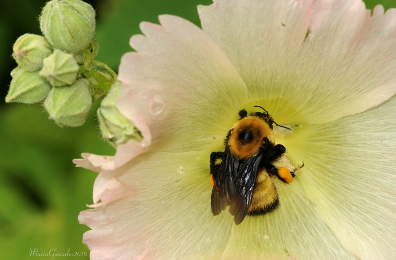 Bee In Wyoming