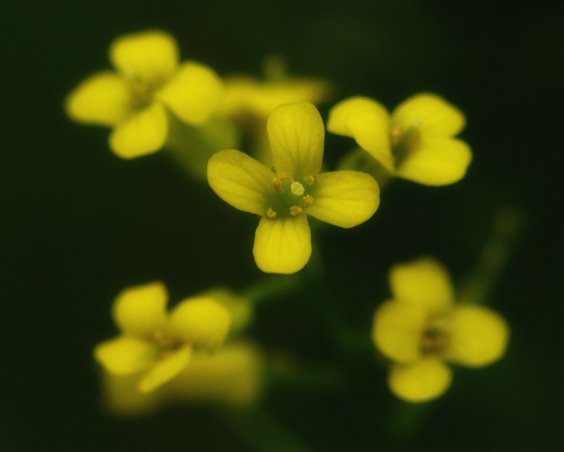 yellow flowers - selective focus