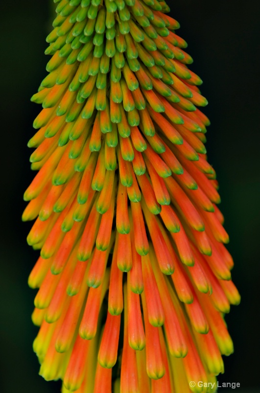 Agave glow