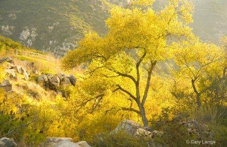 Sidelit tree
