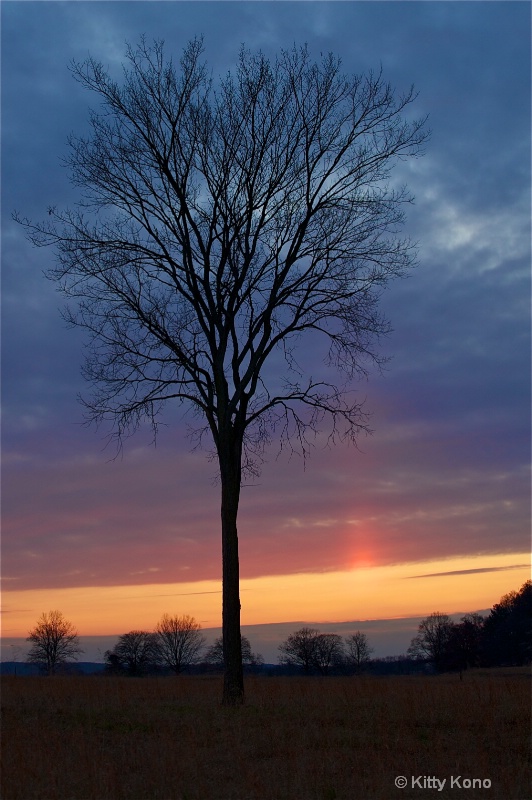 Tree at Sunset Verticle