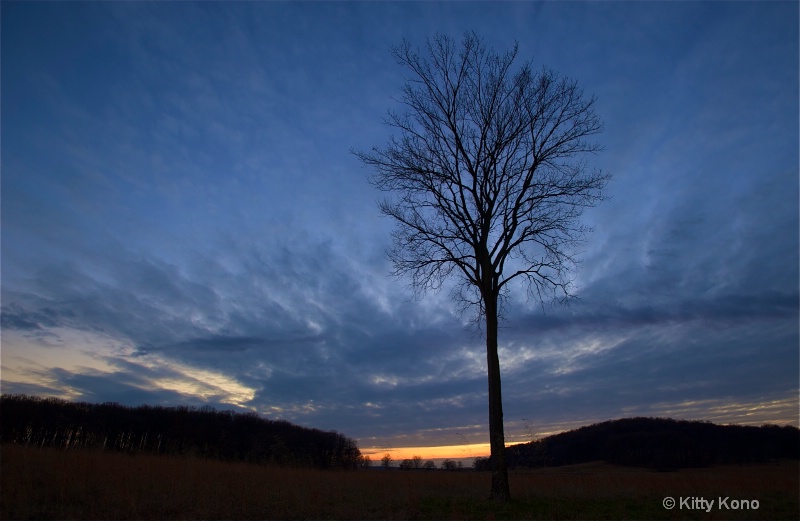 Tree at Sunset Horizontal