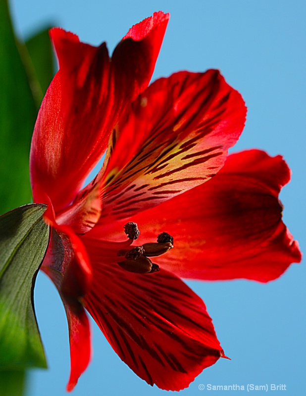 Alstroemeria Profile