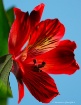 Alstroemeria Prof...